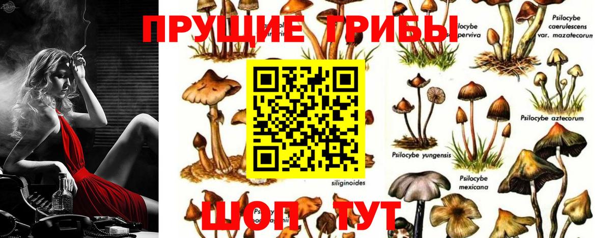 Псилоцибиновые грибы прущие грибы Кандалакша